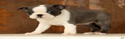 Boston Terrier dogs for sale: Rita - Ad 5