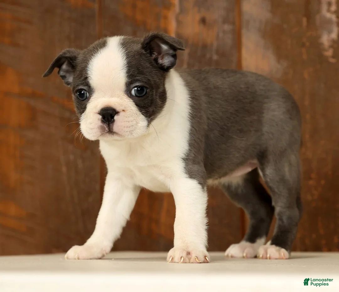 Boston Terrier dogs for sale: Rita - Ad 5