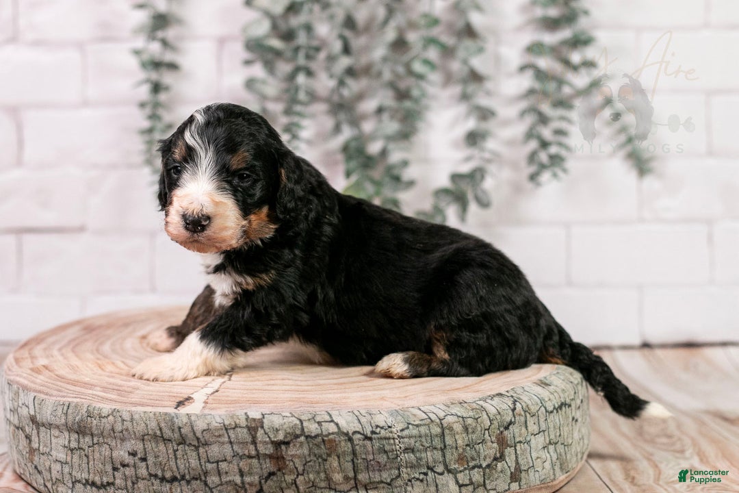 Bernedoodle dogs for sale: Axel - Ad 8