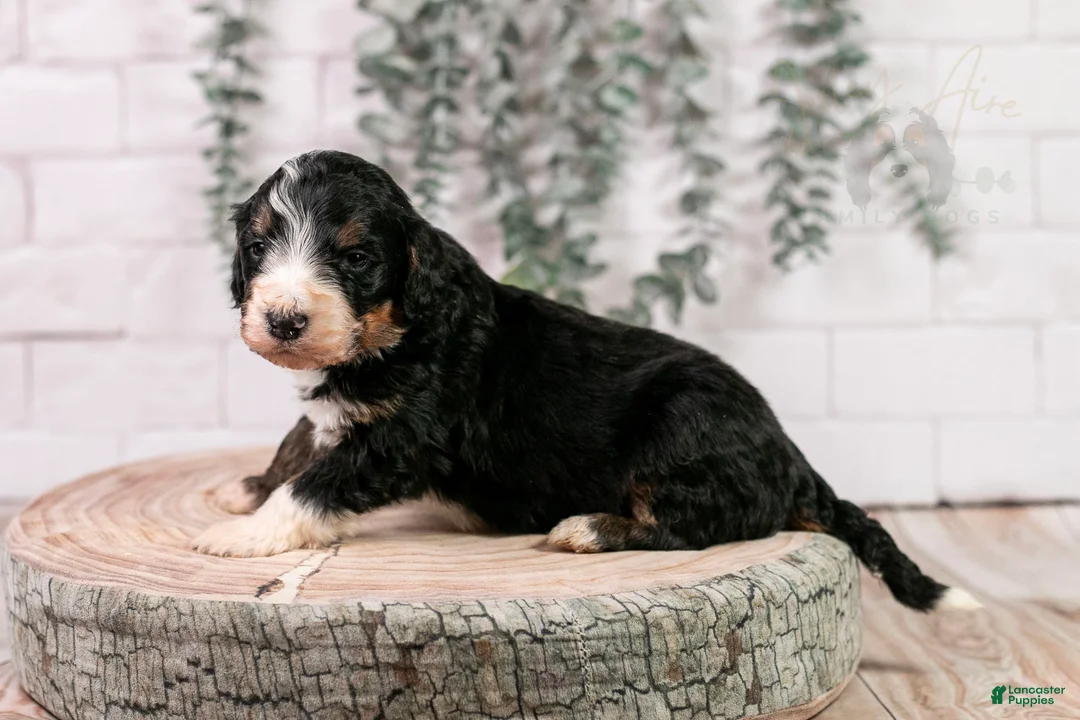 Bernedoodle dogs for sale: Axel - Ad 2