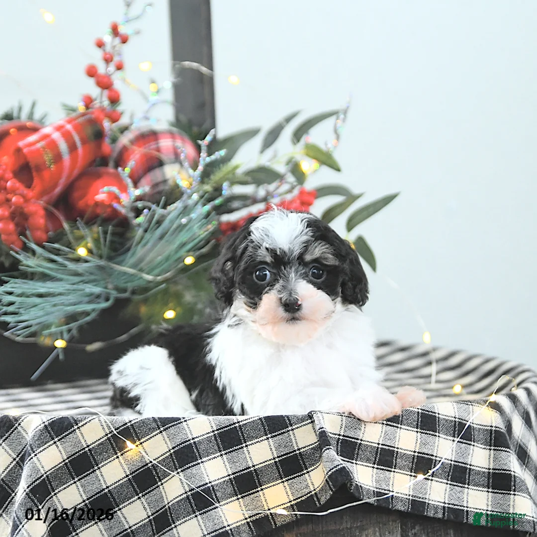 Havapoo dogs for sale: Elf EXTRA SMALL - Ad 8