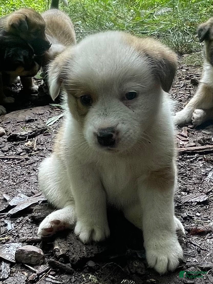 Mixed Breed dogs Butterscotch - Ad 22