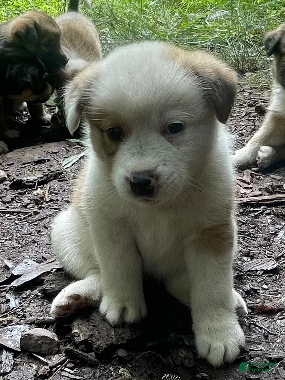 Mixed Breed dogs for sale: Butterscotch - Ad 1