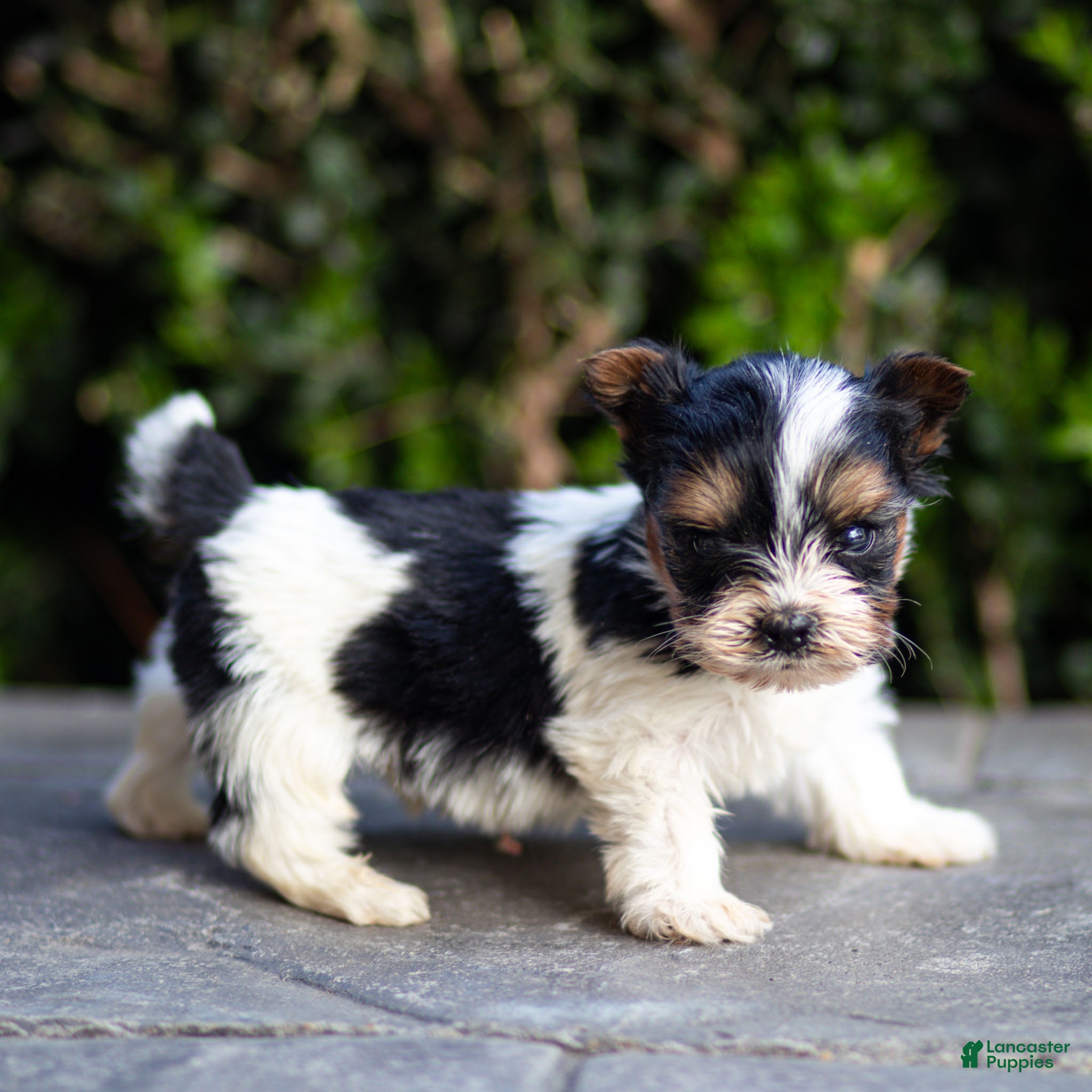 Biewer Terrier dogs Joey Biewer Terrier Puppy  - Ad 2