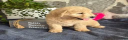 Goldendoodle dogs for sale: Nico - Ad 9