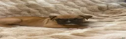 Boxer dogs for sale: Bruno - Ad 6