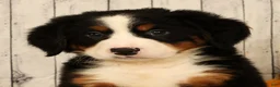 Bernese Mountain Dog dogs for sale: Heidi - Ad 9