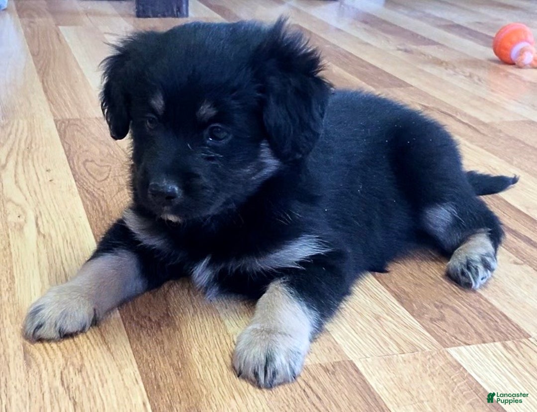 Mini Aussiedoodle dogs for sale: Maximus  - Ad 2