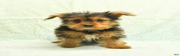 Yorkshire Terrier dogs for sale: Harry - Ad 4