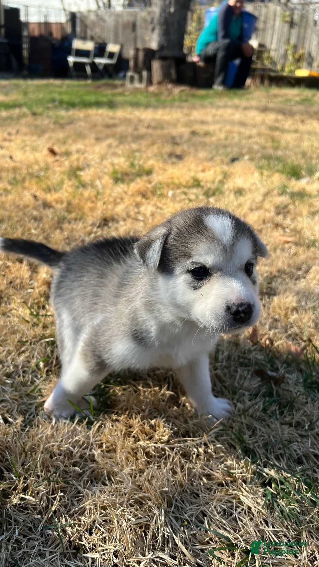 Mixed Breed dogs for sale: Mixed Breed Puppy 6 - Ad 1