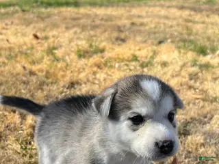 Mixed Breed dogs Mixed Breed Puppy 6 - Ad 16