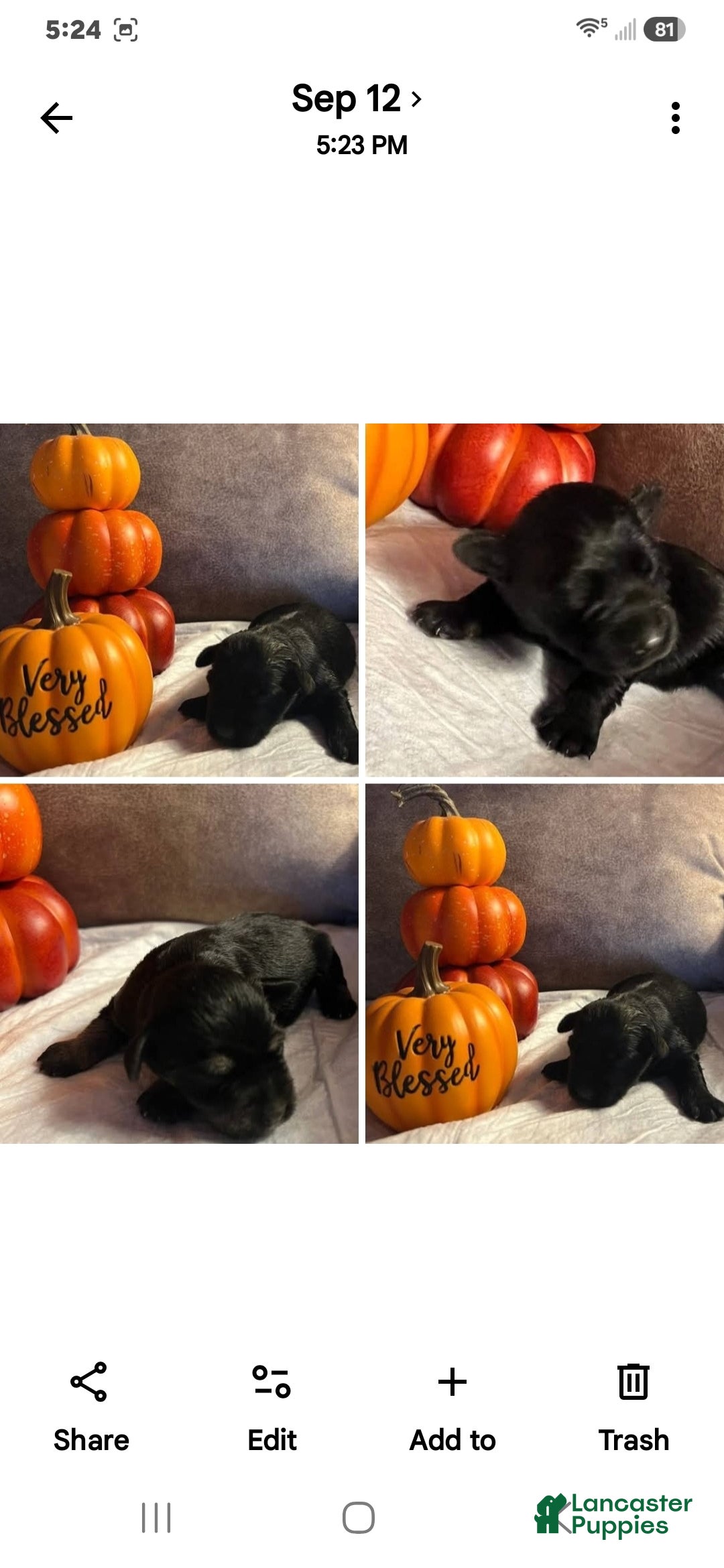 Miniature Schnauzer dogs Miniature Schnauzer 4 - Ad 32
