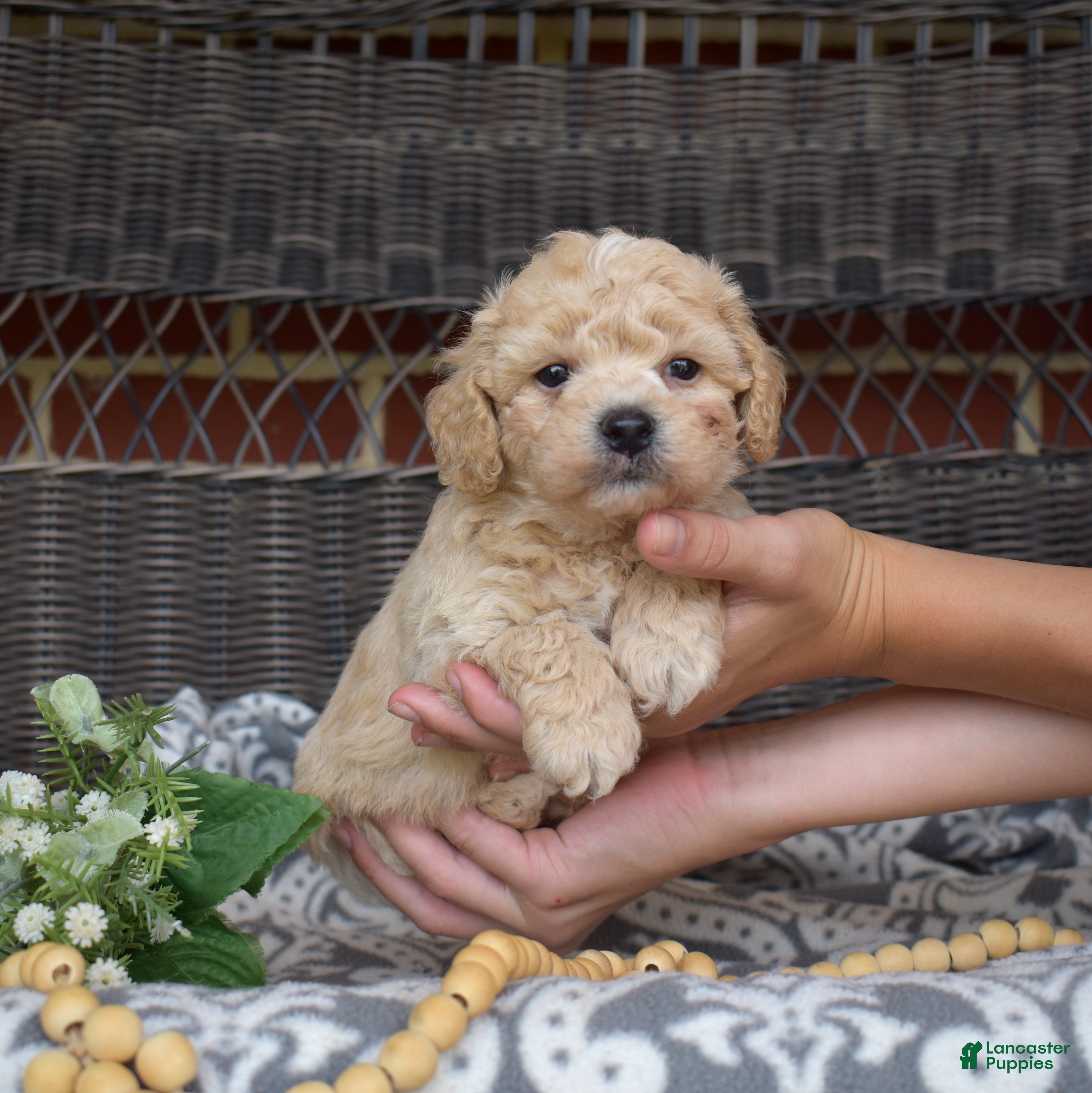 Bichpoo dogs Coach - Ad 2