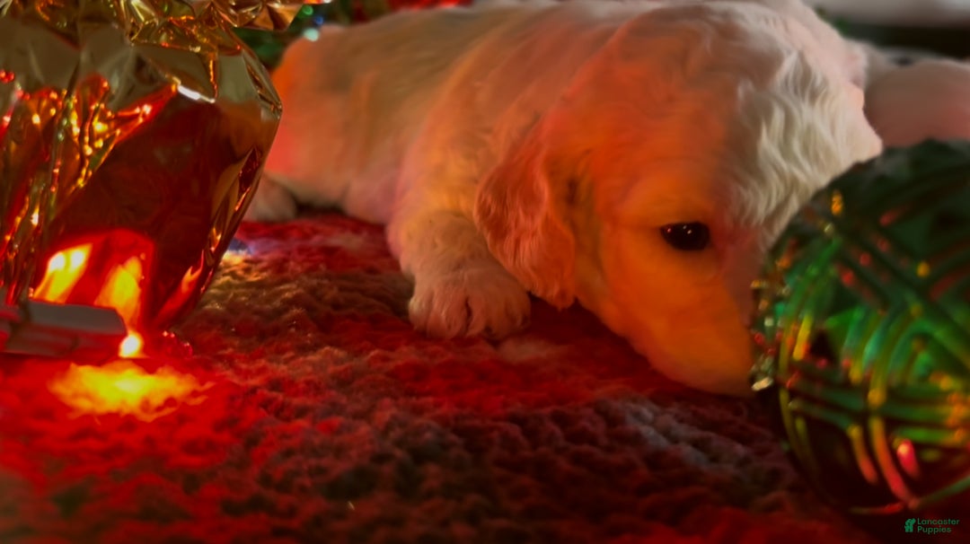 Shorkie dogs for sale: Shorkie Puppy 1 - Ad 7