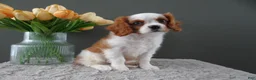 Cavalier King Charles Spaniel dogs for sale: Carly - Ad 10
