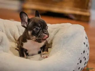 French Bulldog dogs Goose - Ad 20