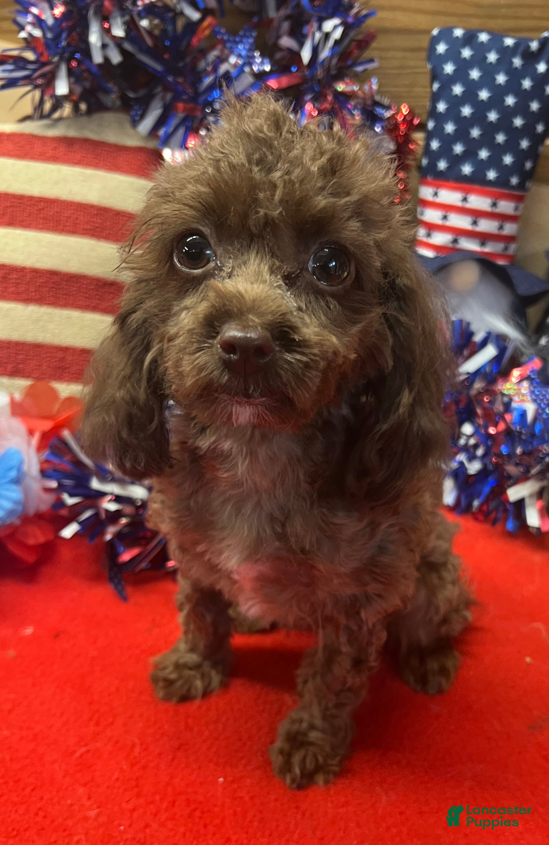 Cockapoo dogs Carla - Ad 13