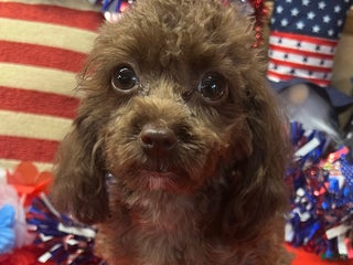 Cockapoo dogs Carla - Ad 14