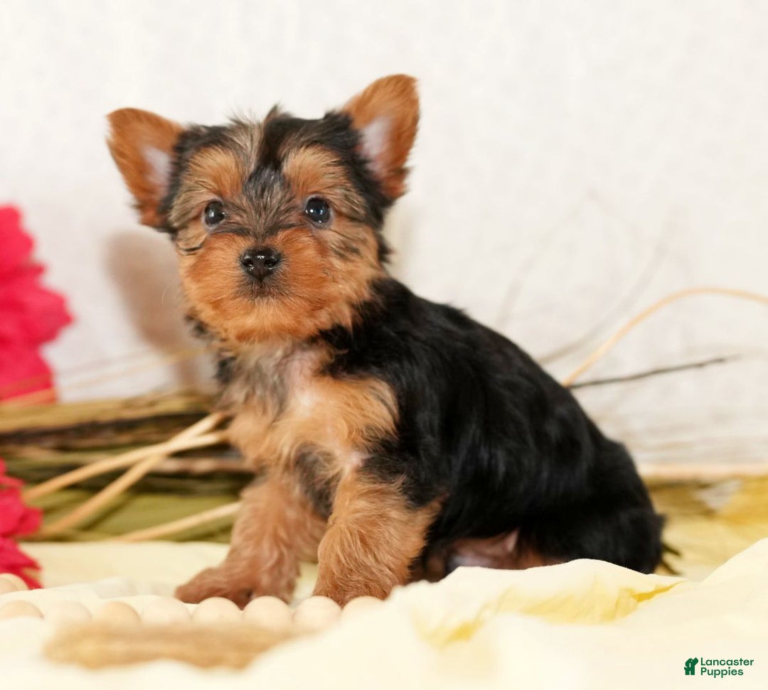 Morkie dogs for sale: Preston - Ad 5