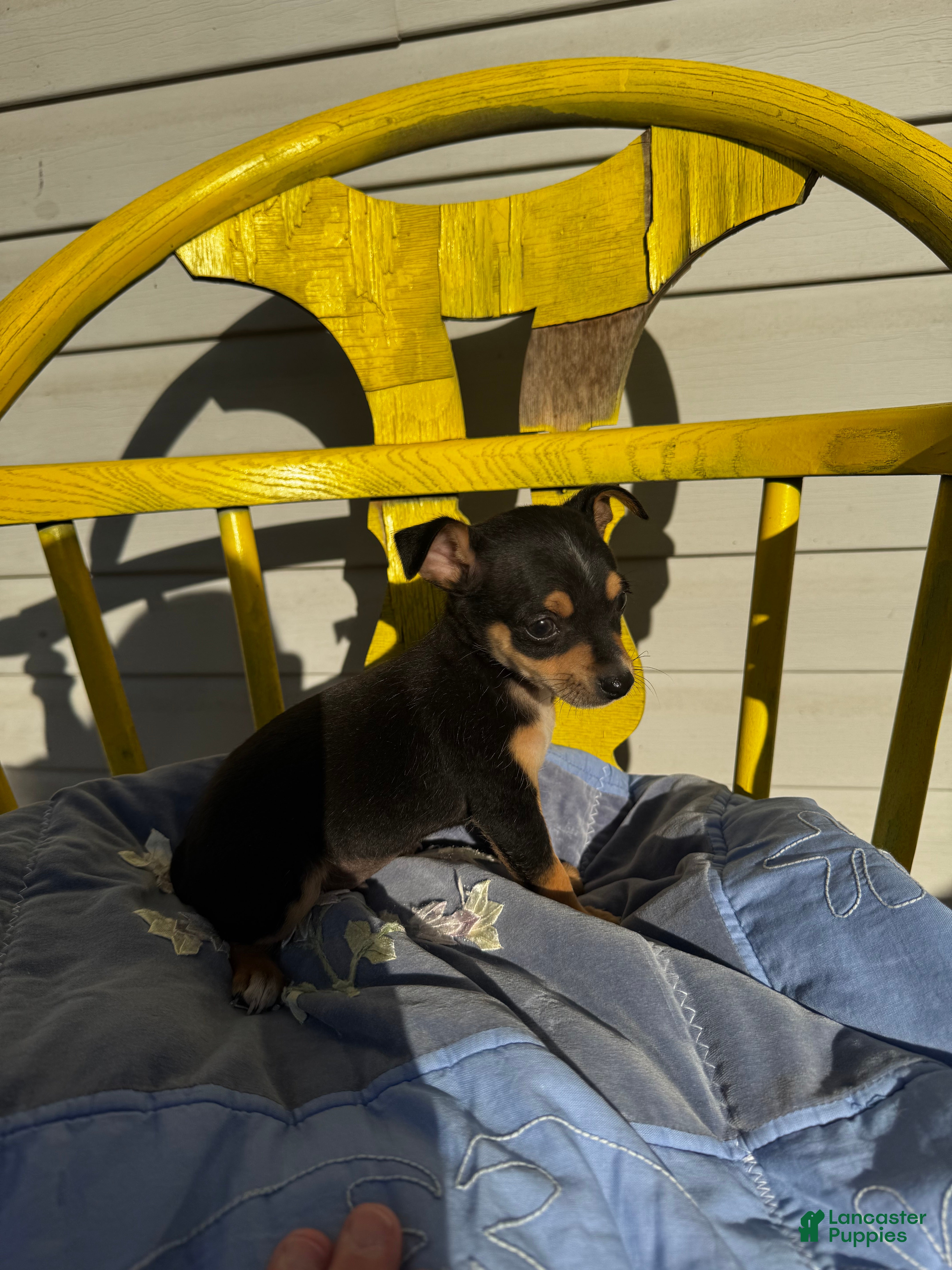 Chihuahua dogs for sale: Colton - Ad 1