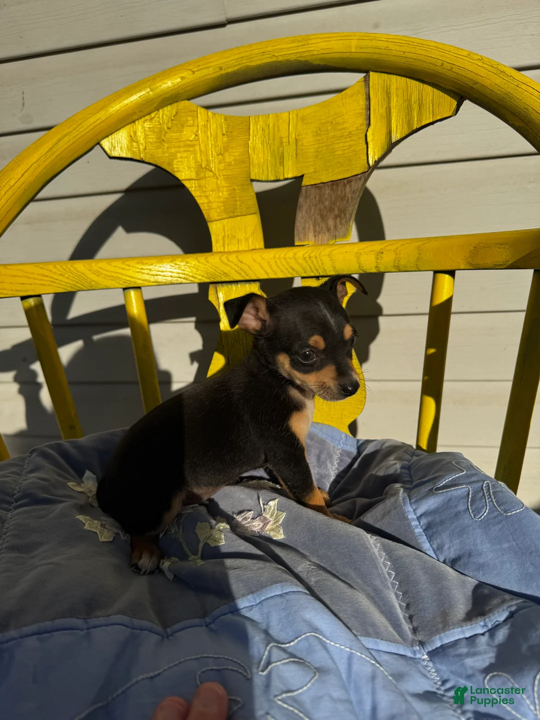 Chihuahua dogs for sale: Colton - Ad 1