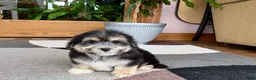 Mixed Breed dogs for sale: Lhasa/Maltese boy 2  - Ad 7