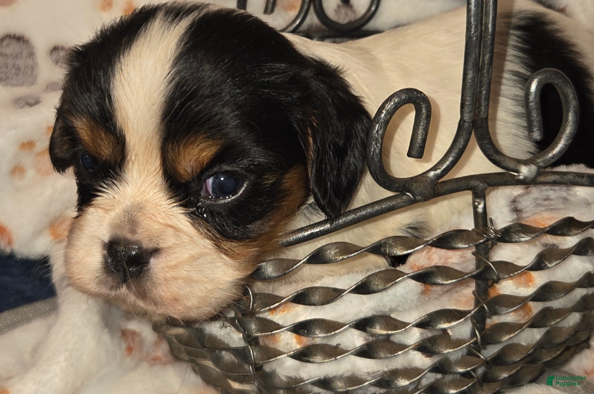 Cavalier King Charles Spaniel dogs Cavalier King Charles Spaniel Puppy 3 - Ad 1