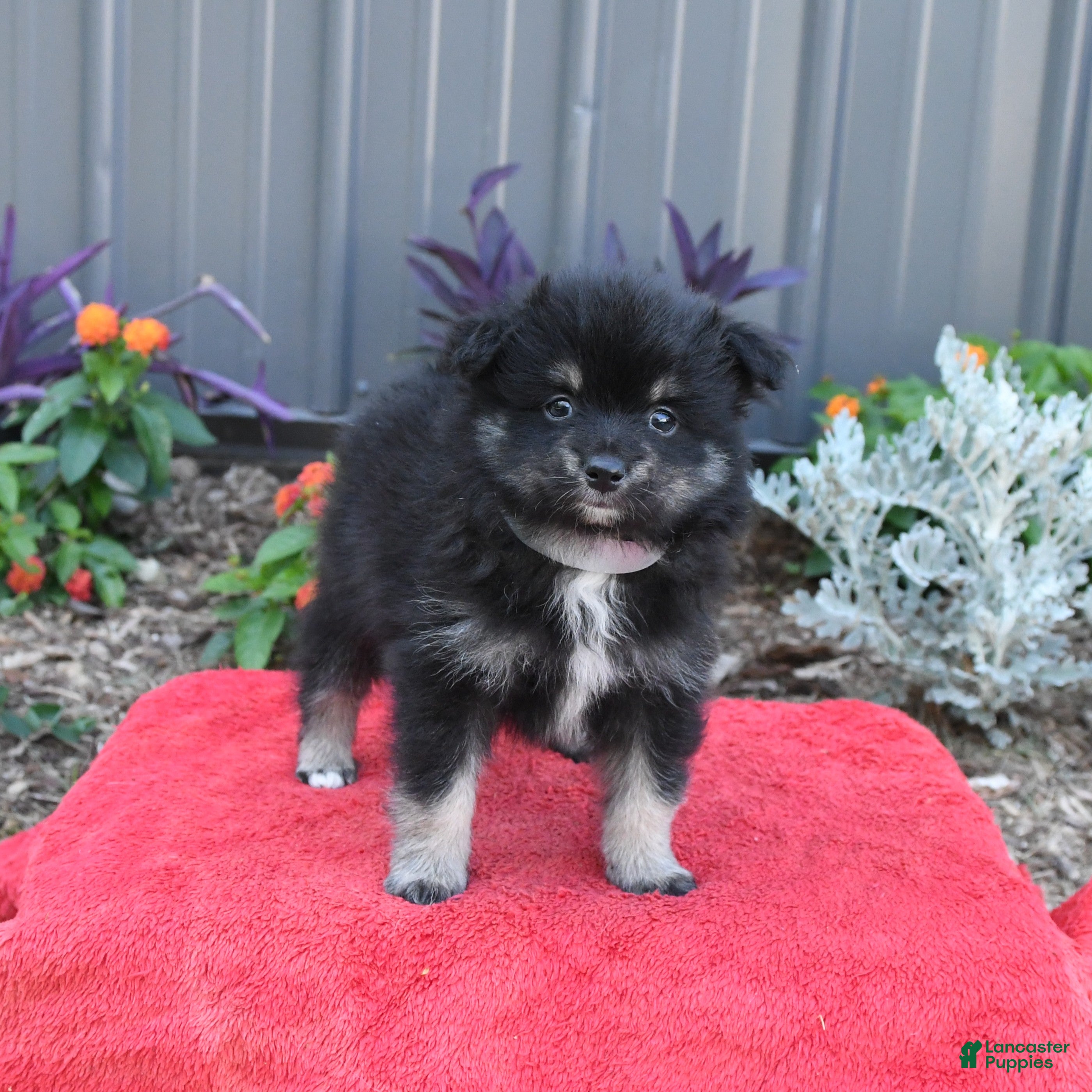 Pomeranian dogs Houdini - Ad 2