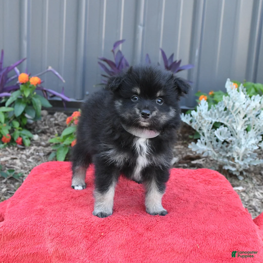 Pomeranian dogs for sale: Houdini - Ad 2