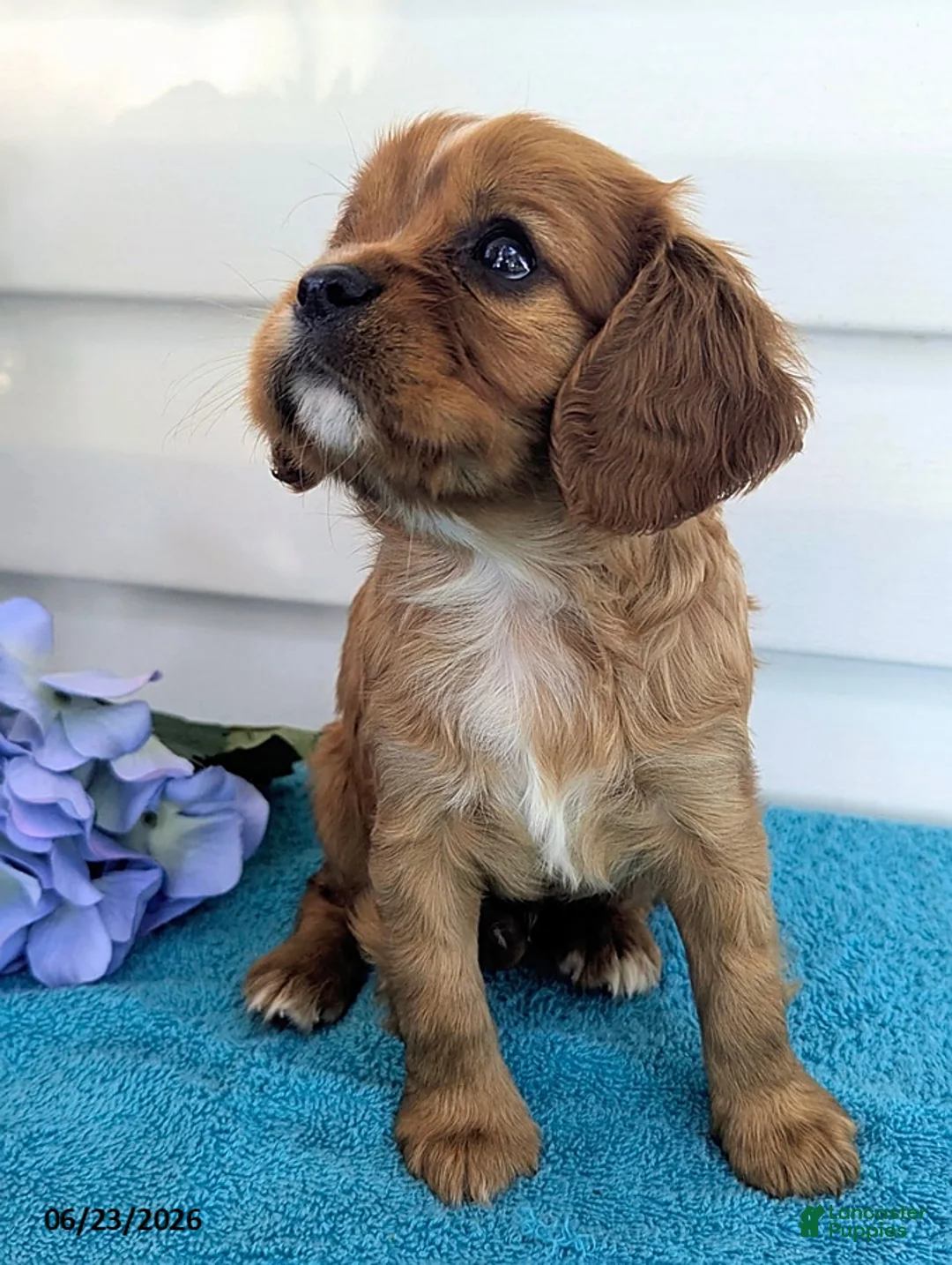 Cavalier King Charles Spaniel dogs for sale: Frisky - Ad 5