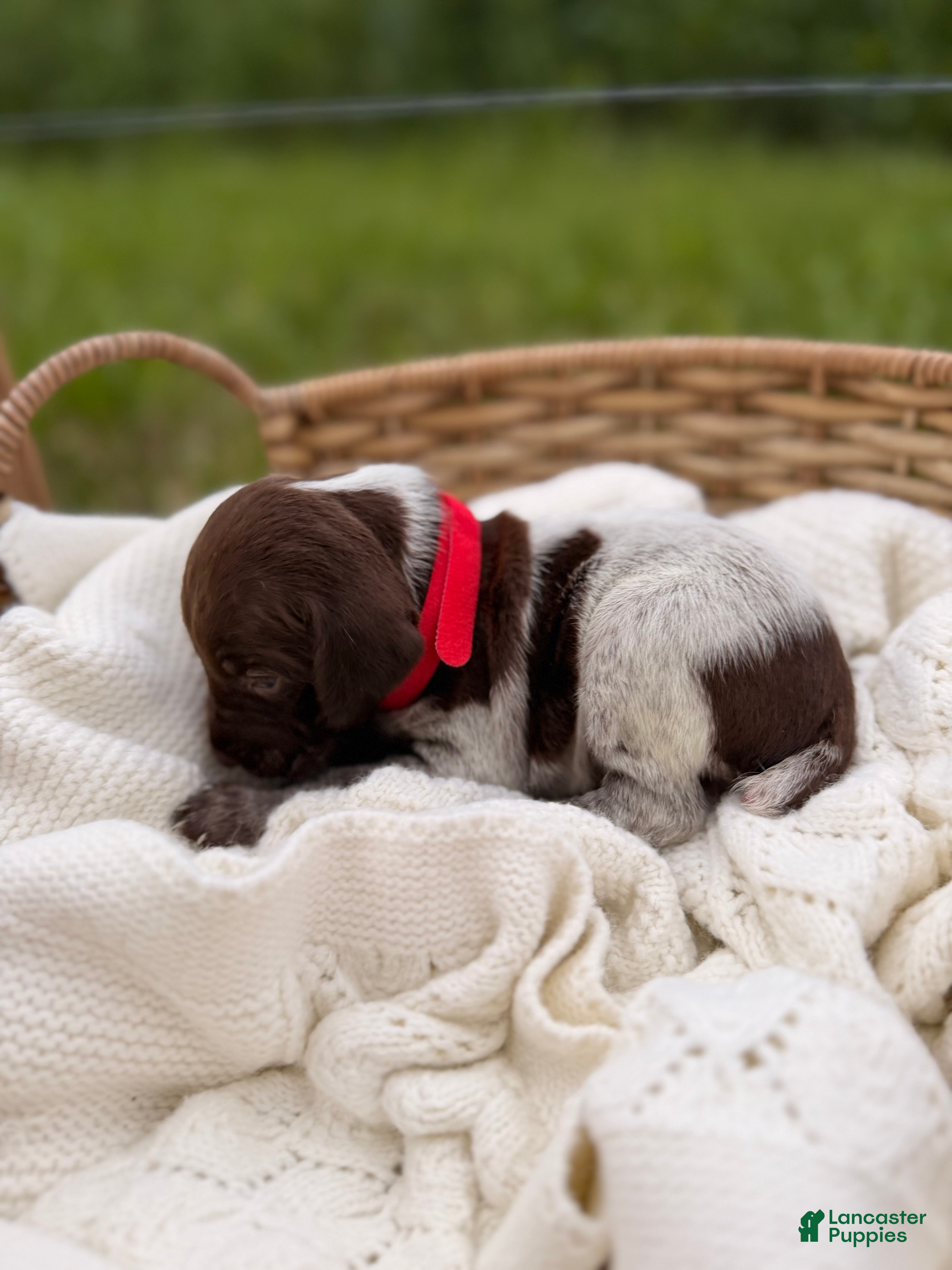 German Shorthaired Pointer dogs Windsor - Ad 2