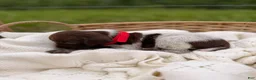 German Shorthaired Pointer dogs for sale: Windsor - Ad 2