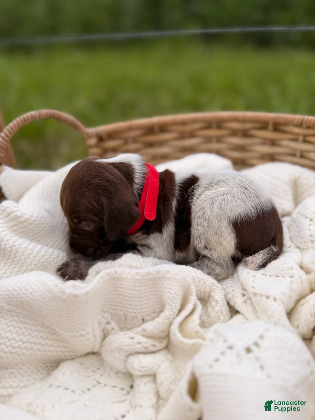 German Shorthaired Pointer dogs for sale: Windsor - Ad 2