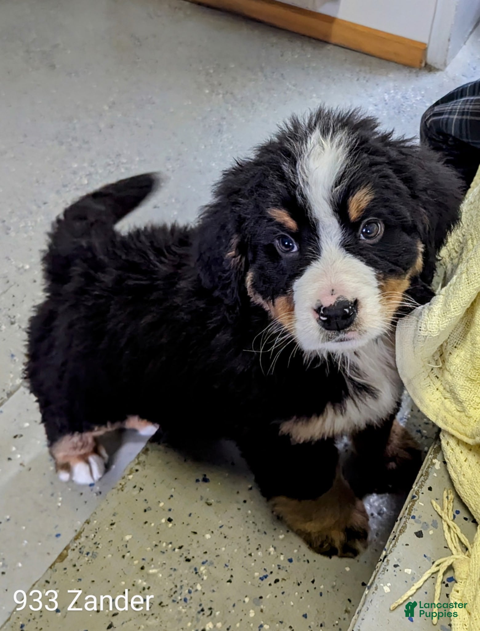 Bernese Mountain Dog dogs Zander - Ad 22
