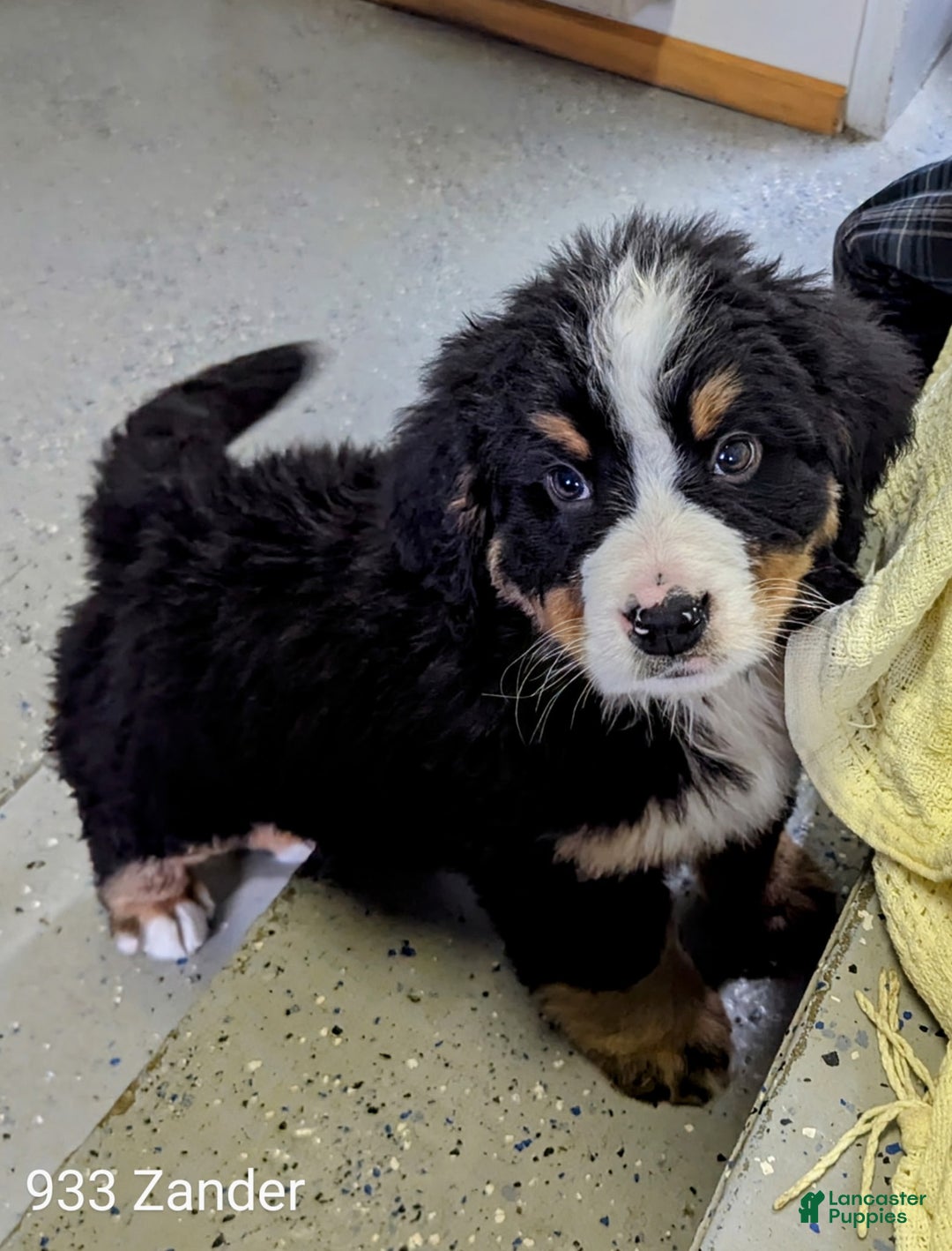 Bernese Mountain Dog dogs for sale: Zander - Ad 2