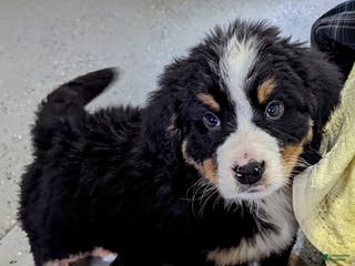 Bernese Mountain Dog dogs Zander - Ad 2