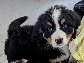 Bernese Mountain Dog dogs Zander - Ad 5