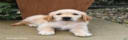 Golden Retriever dogs for sale: Ruby - Ad 3