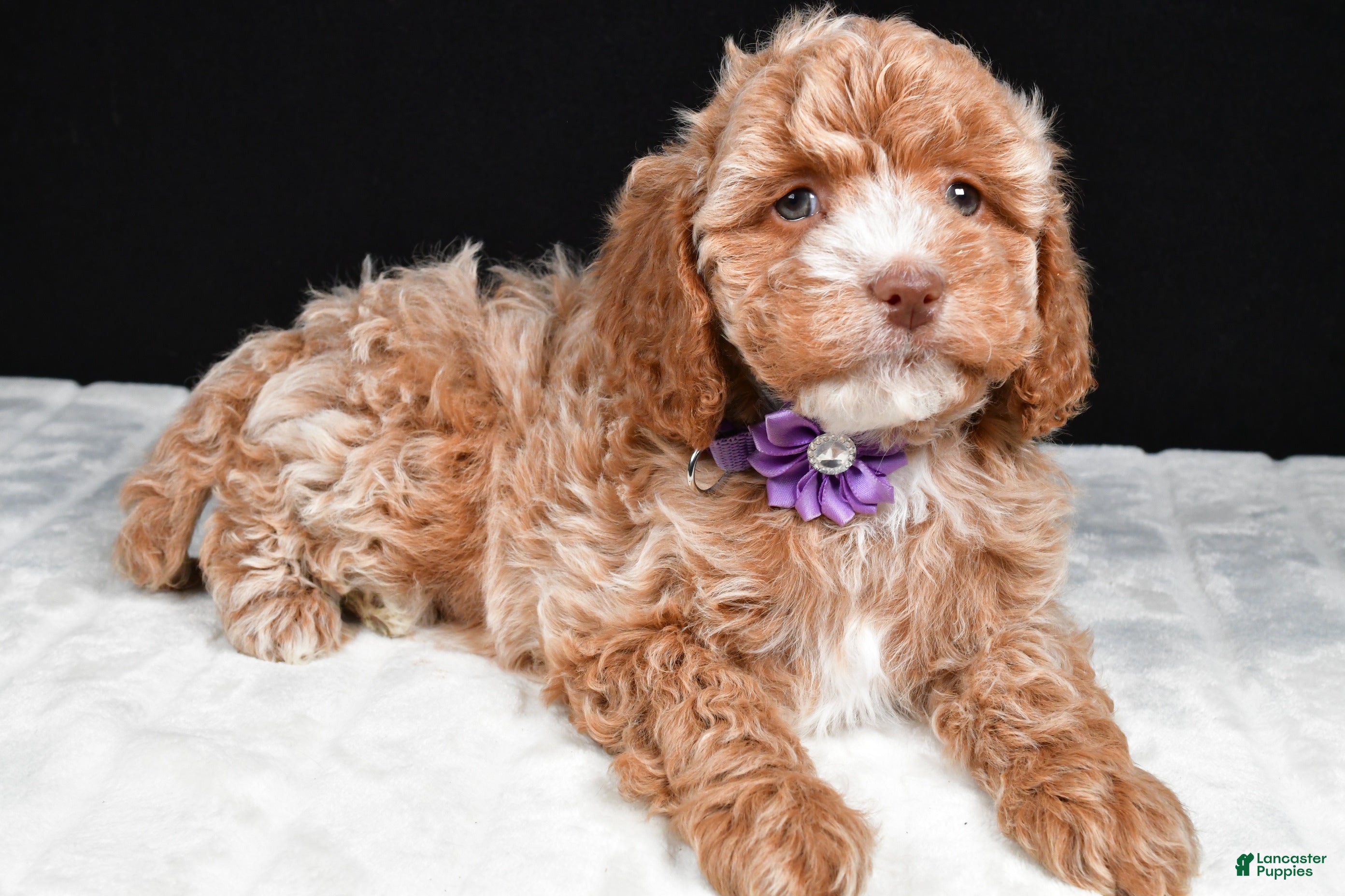 Cavapoo dogs Cassidy - Ad 2