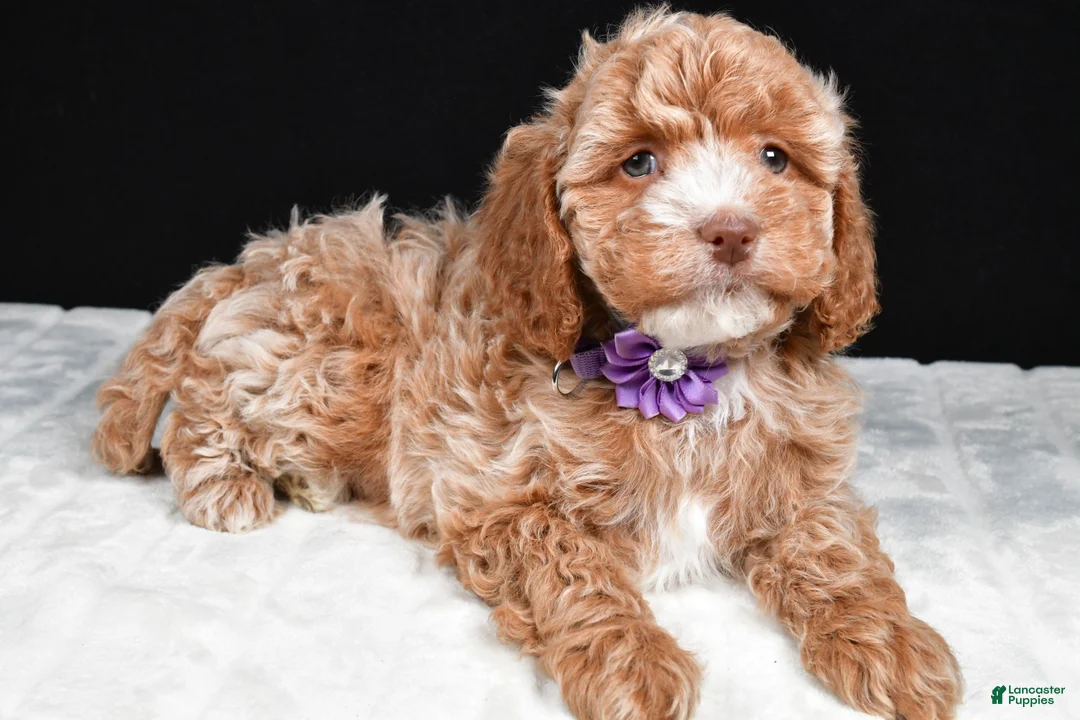 Cavapoo dogs for sale: Cassidy - Ad 2
