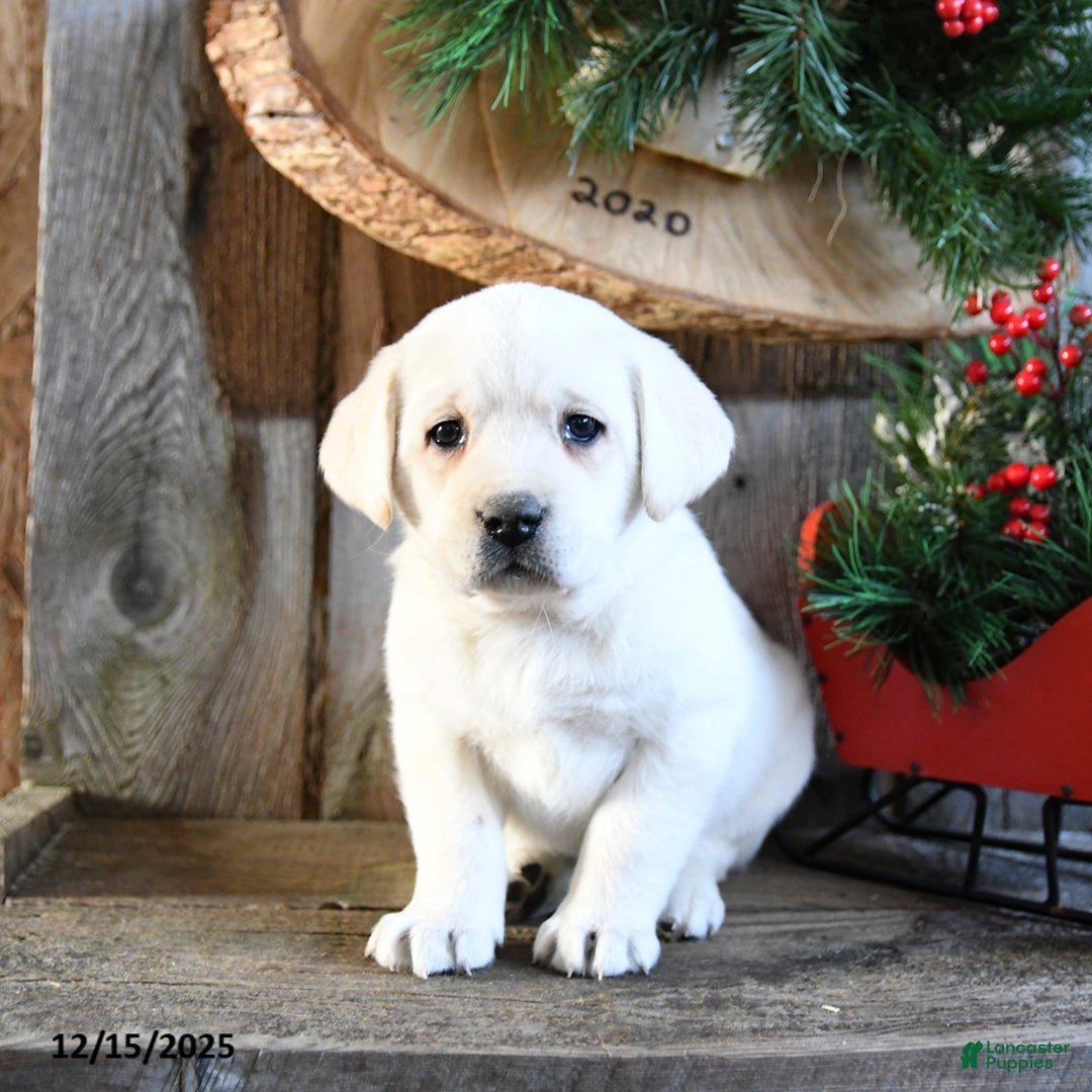 Labrador Retriever dogs for sale: Starlight - Ad 4