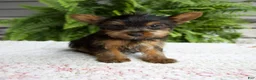 Yorkshire Terrier dogs for sale: Tammy - Ad 1