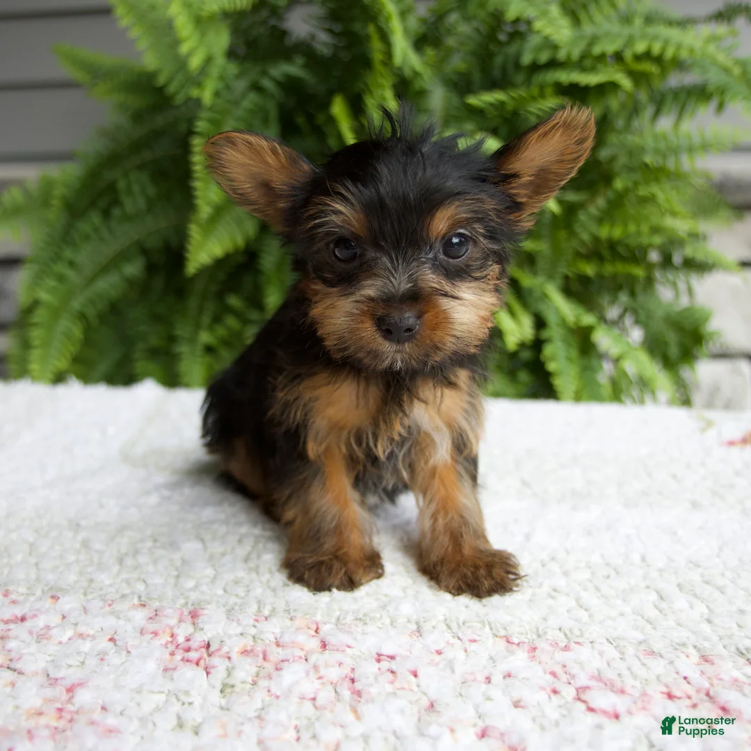 Yorkshire Terrier dogs for sale: Tammy - Ad 1