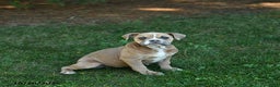 Olde English Bulldogge dogs for sale: Kaya - Ad 5