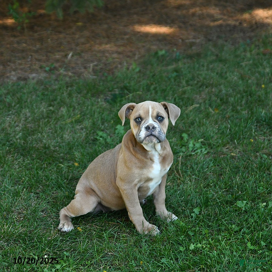 Olde English Bulldogge dogs for sale: Kaya - Ad 5