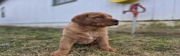 Labrador Retriever dogs for sale: Rosie - Ad 2
