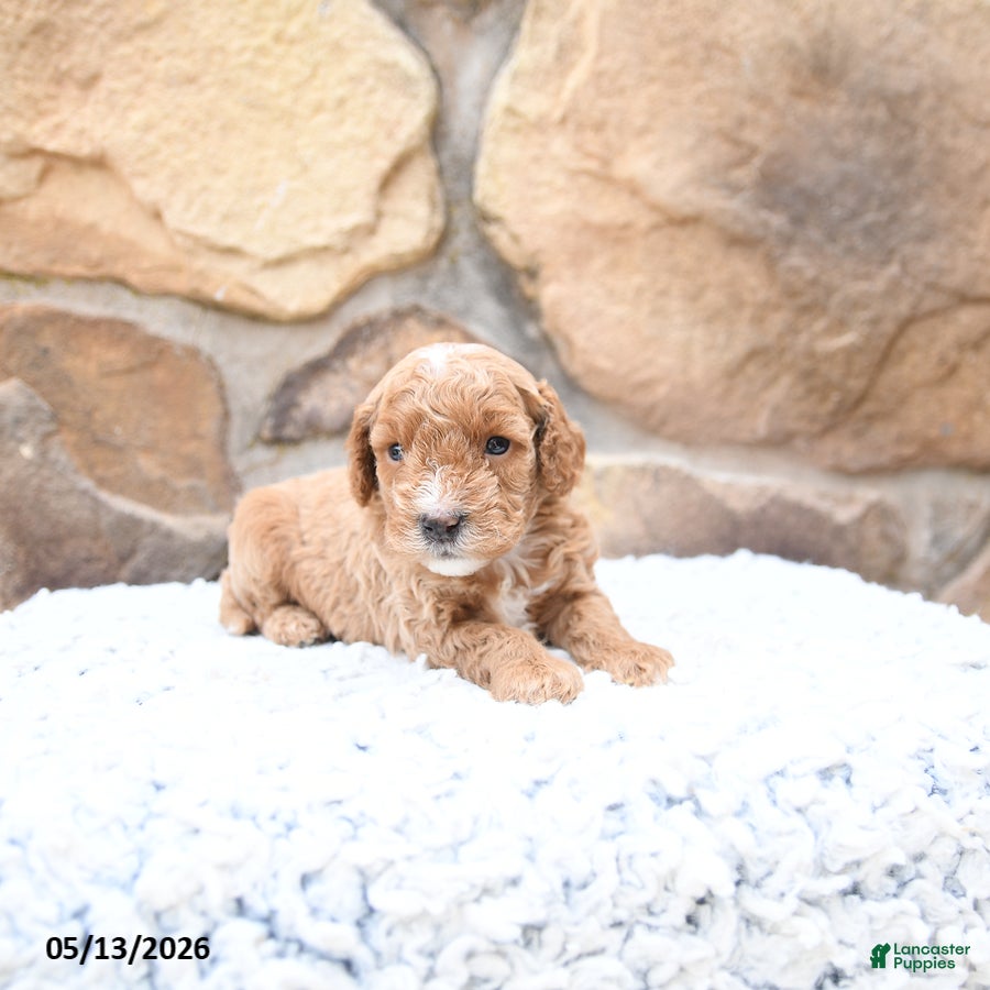 Cavapoo dogs Ferlin - Ad 2