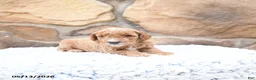 Cavapoo dogs for sale: Ferlin - Ad 7