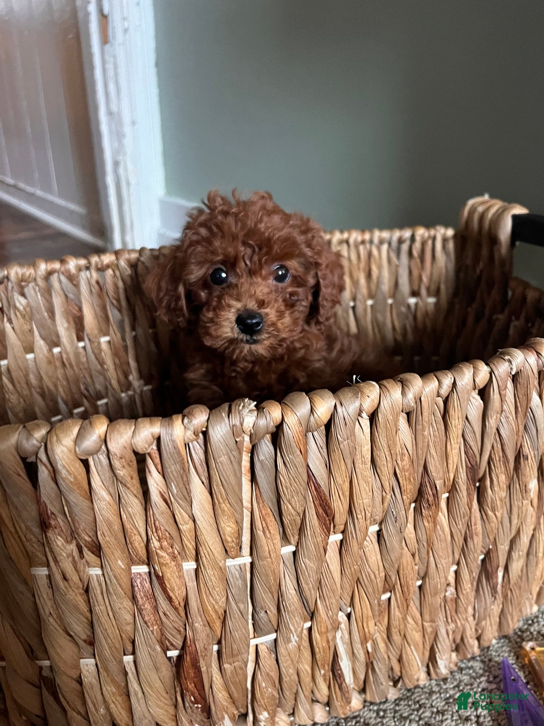 Toy Poodle dogs for sale: Charles  - Ad 7