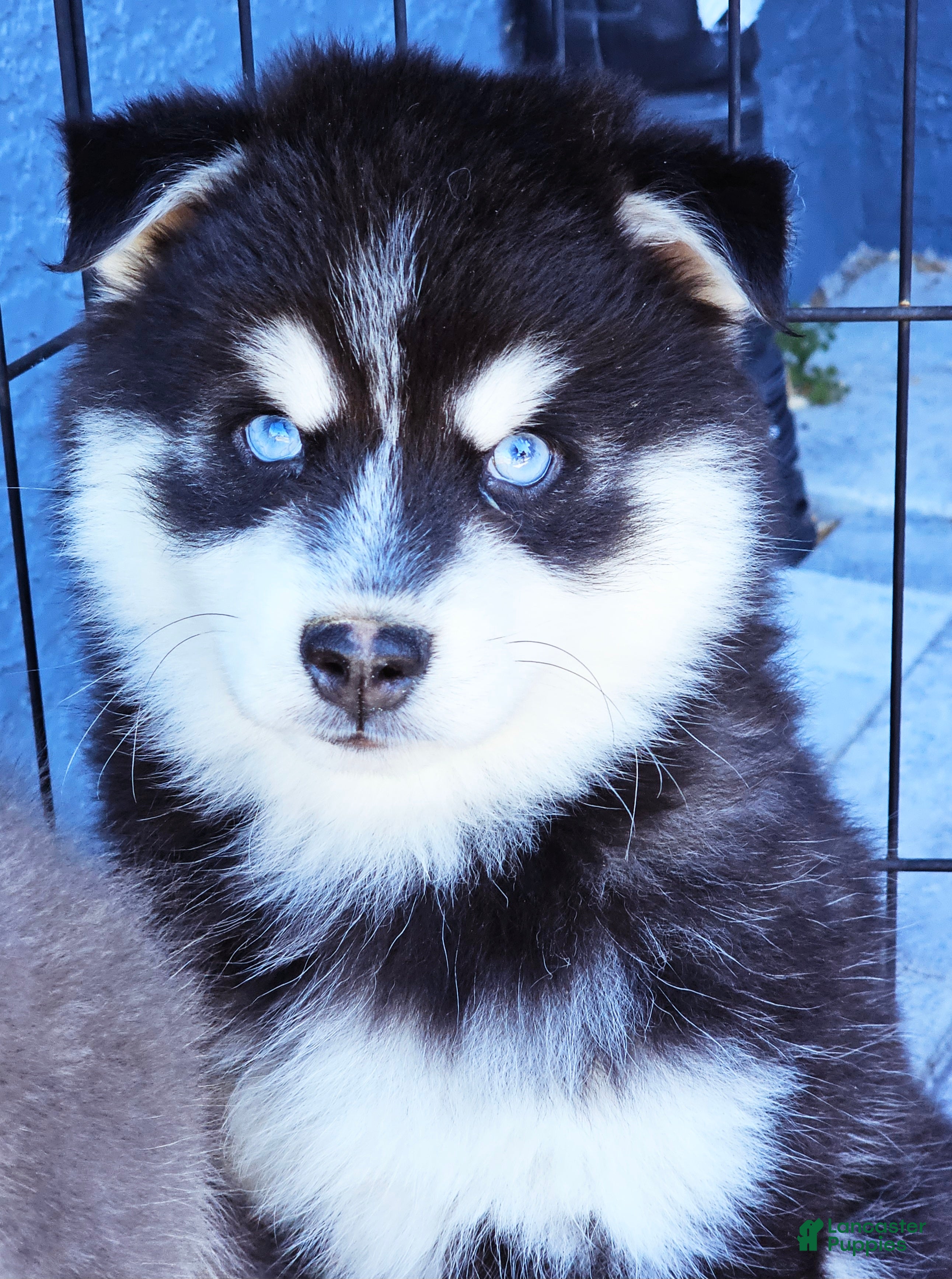 Pomsky dogs Jaxon - Ad 19